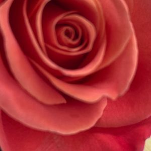 Meet your Posher, Ivana